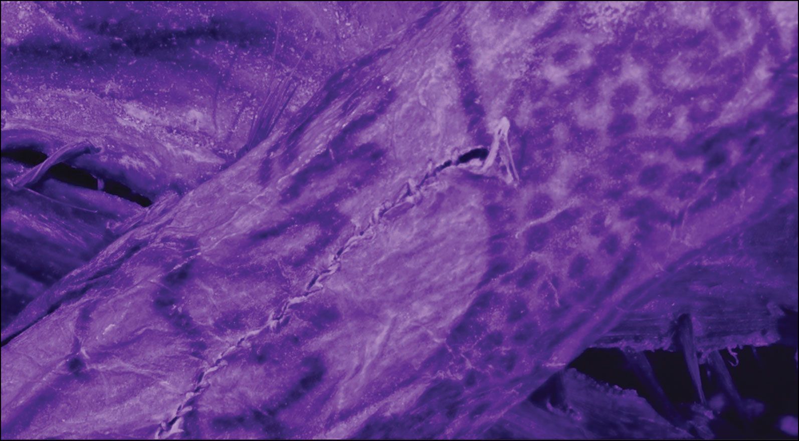 News - Scans Reveal 2,500-Year-Old Siberian