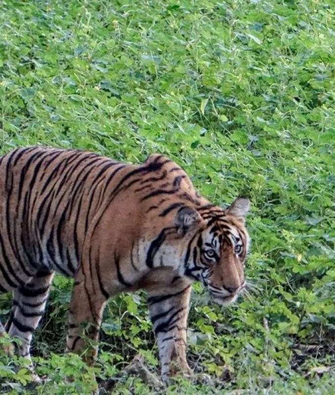 بهجوم مباغت… نمر يقتل طفلا في الهند