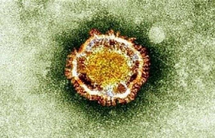 "نيباه".. الغارديان تنشر تقريراً عن فيروس جديد فتاك أخطر من كورونا