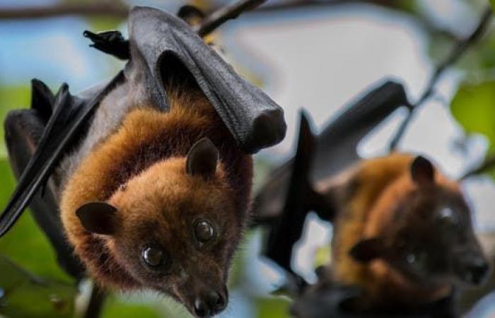 خفافيش الفاكهة وراء ذعر جديد أخطر من كورونا