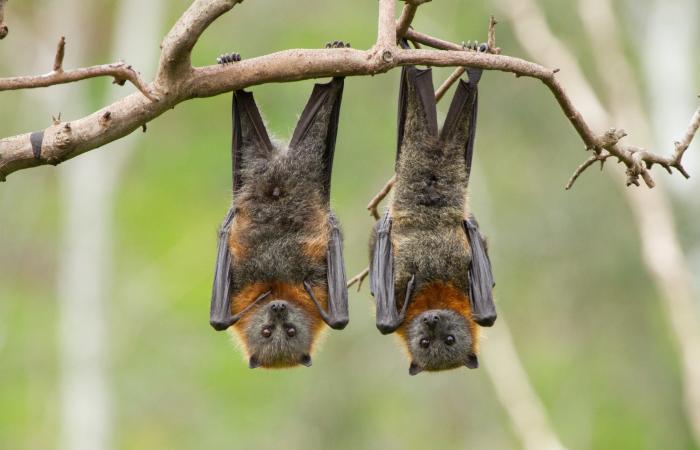 خفافيش الفاكهة وراء ذعر جديد أخطر من كورونا