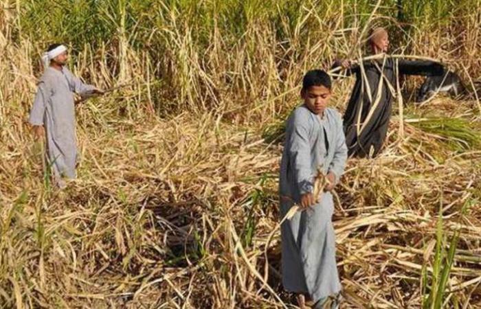 مصر: مصانع السكر تعمل بنصف طاقتها لنقص القصب