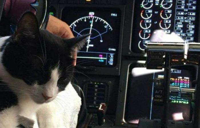قطة في طائرة تجبرها على الهبوط في السودان