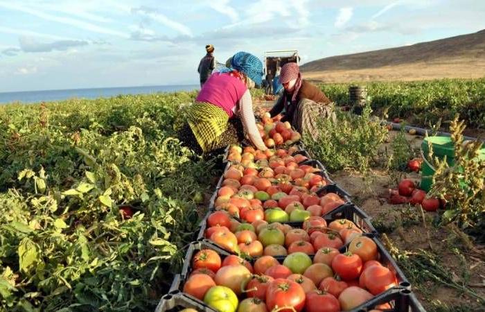 مصر : ارتفاع حجم الصادرات الزراعية بنحو 5%