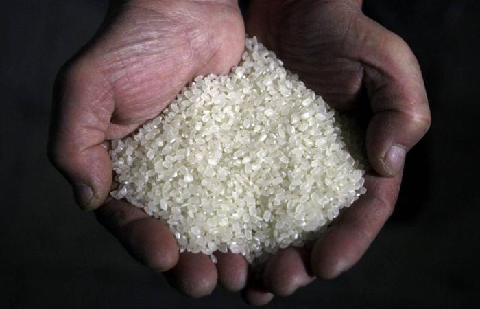 سوريا تطرح مناقصة لشراء أرز مصري أو صيني
