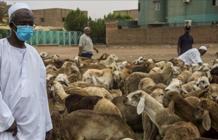 السودان ينهي احتكار صادرات المواشي لمصر