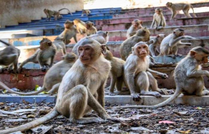 نهاية مأساوية لشابة بعد أن طاردتها قبيلة قرود في الهند