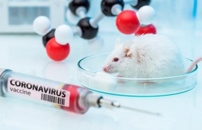 اكتشاف يقلق العلماء.. الفئران مضيف محتمل لكورونا المتحور!