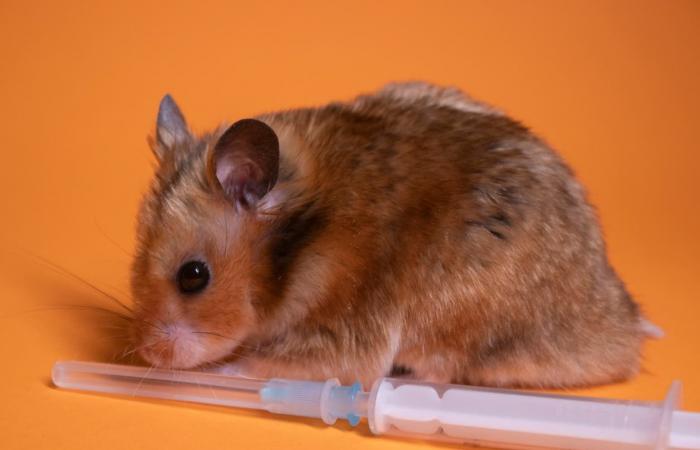 اكتشاف يقلق العلماء.. الفئران مضيف محتمل لكورونا المتحور!