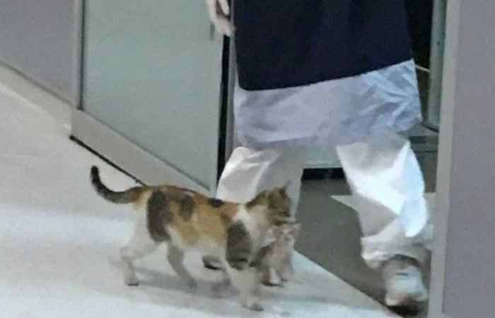 قطة تحمل صغيرها المريض إلى المستشفى وتطلب المساعدة