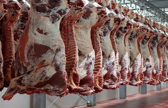 الجزائر تواجه ارتفاع أسعار اللحوم بإعفاء ضريبي للأعلاف