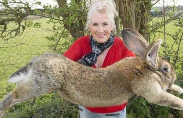 مكافأة من عارضة بلاي بوي لمن يجد أرنبها الأكبر في العالم