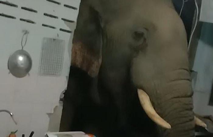 في تايلند يستيقظون على فيل في مطبخهم- شاهد