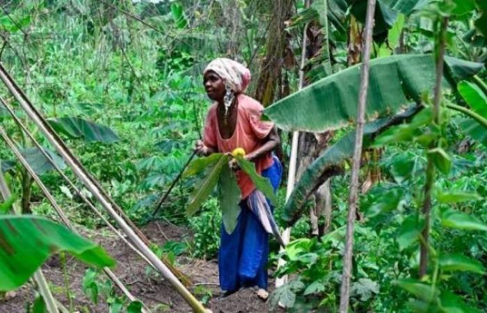الزراعة العضوية سلاح الريفيات في ساحل العاج للخروج من الفقر