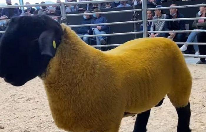 شاهد- بيع خروف ذهبي بـ 44 ألف يورو