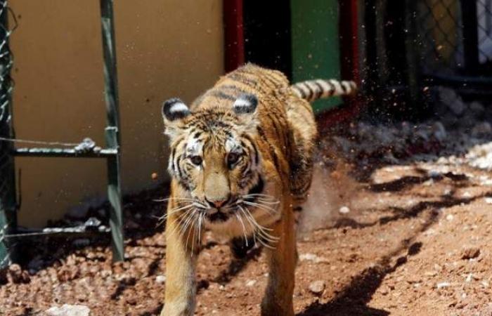 نمر يفترس عاملة في حديقة للحيوانات البرية بتشيلي