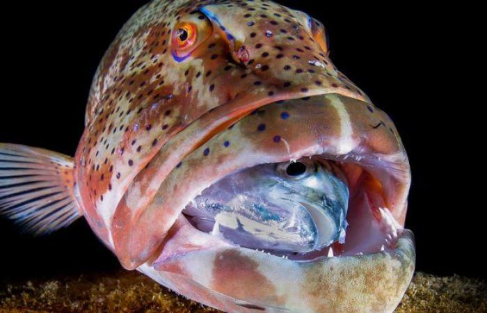 سمكة قرش تتحول إلى لقمة صغيرة بفم مخلوق ضخم -فيديو