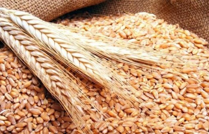 روسيا تزيد صادرات القمح إلى الجزائر