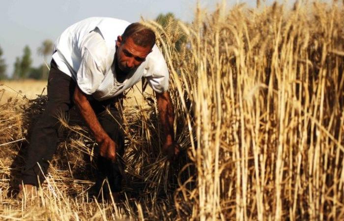 مصر تلجأ لـ سيتي جروب للتحوط من ارتفاع القمح عالميا