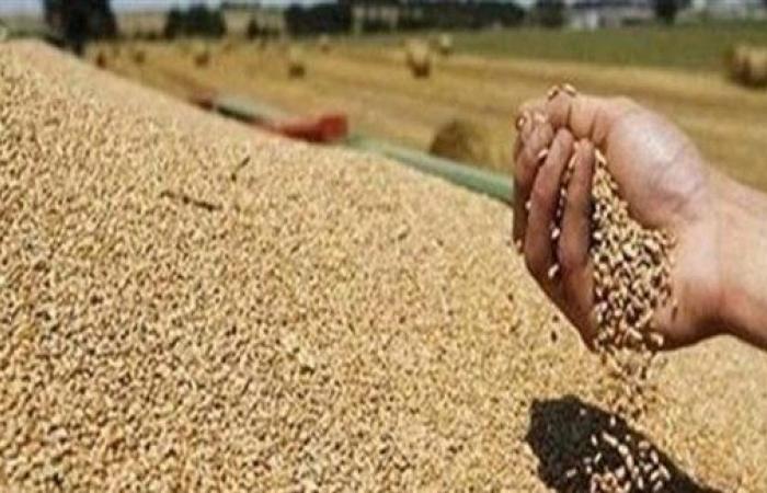 مصر تعلن وصول 63 ألف طن من القمح الروسي