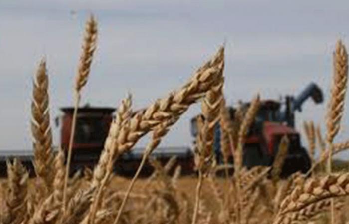 أزمة القمح تشتدّ: إرباك وسط خطر داهم