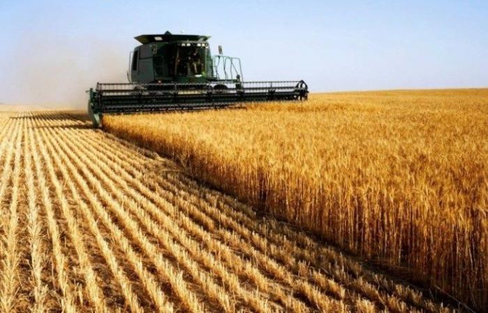 20 مليون طن صادرات الاتحاد الأوروبي من القمح اللين