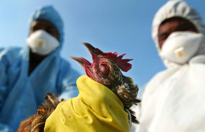 انتشار إنفلونزا الطيور في 30 ولاية أميركية
