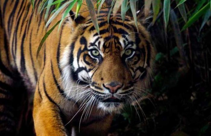 نمر بنغالي يقتل حارس حديقة حيوان إندونيسية