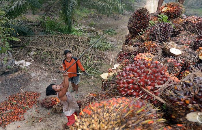 بعد حظر تصدير زيت النخيل – رهانات إندونيسيا تُفاقم أزمة الغذاء العالمية