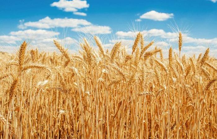 الموافقة على قرض طارئ لدعم استيراد القمح إلى لبنان