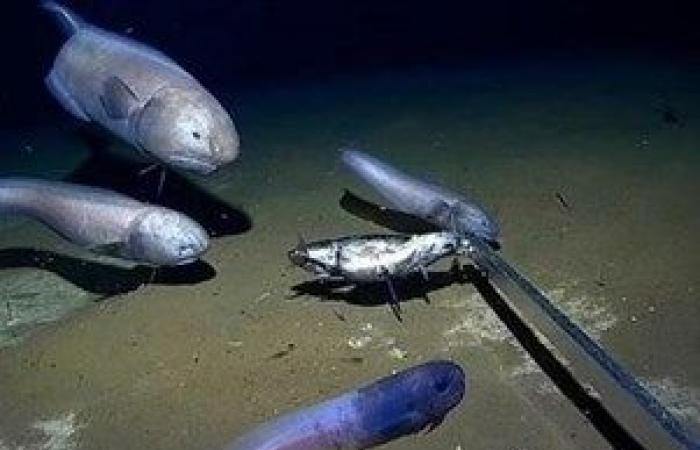 اكتشاف السمكة الحزينة على عمق 6500 متر