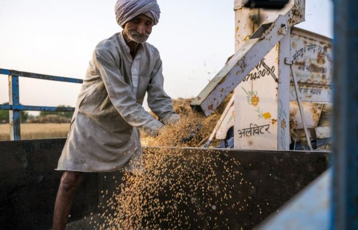 مصر تتفق على شراء نصف مليون طن من القمح الهندي
