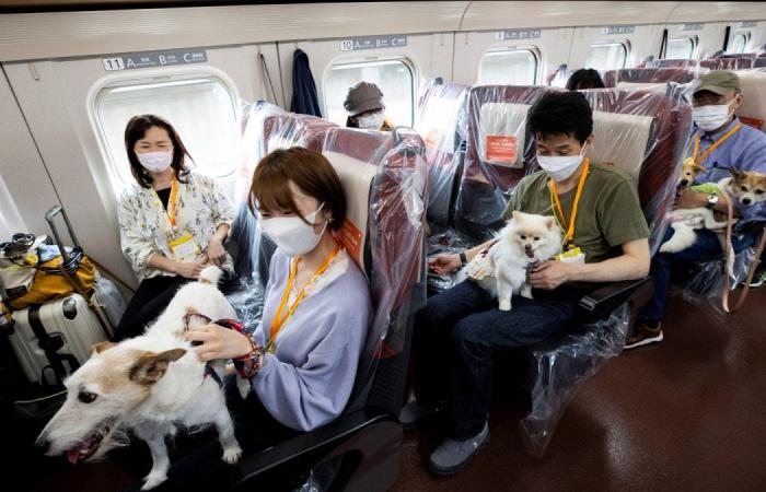 اليابان : رحلة مخصصة للكلاب على قطار فائق السرعة