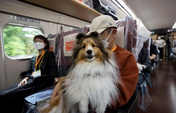 اليابان : رحلة مخصصة للكلاب على قطار فائق السرعة