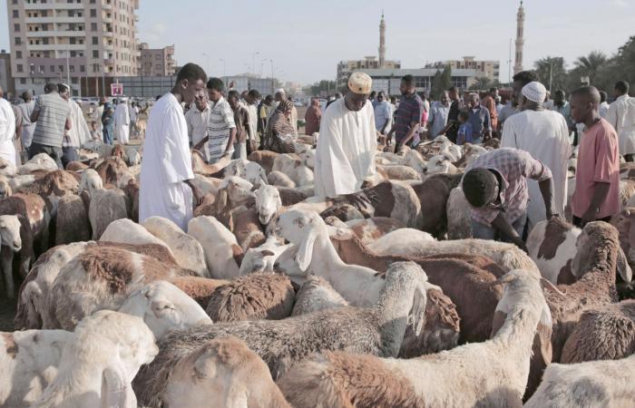 السودان : تصدير 8 آلاف رأس من الغنم إلى السعودية