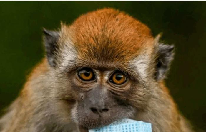 التفشي واللقاح وحجم الخطر.. 'الصحة العالمية' تجيب على تساؤلات 'جدري القرود'