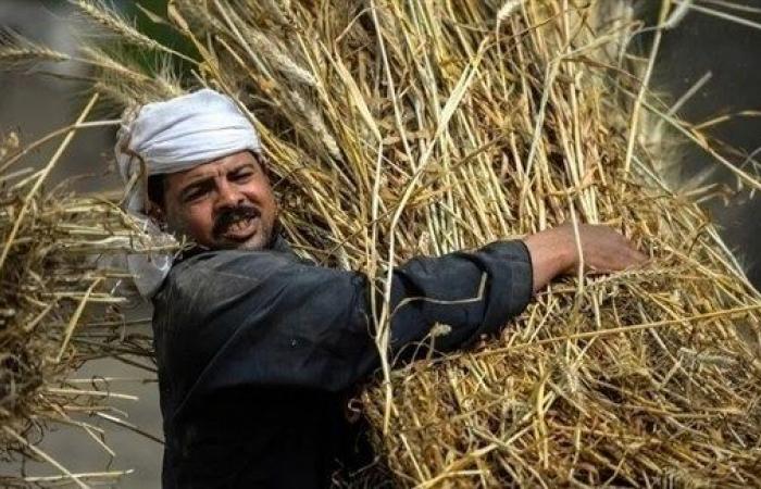 مصر تحظر بيع القمح إلى جهات غير حكومية