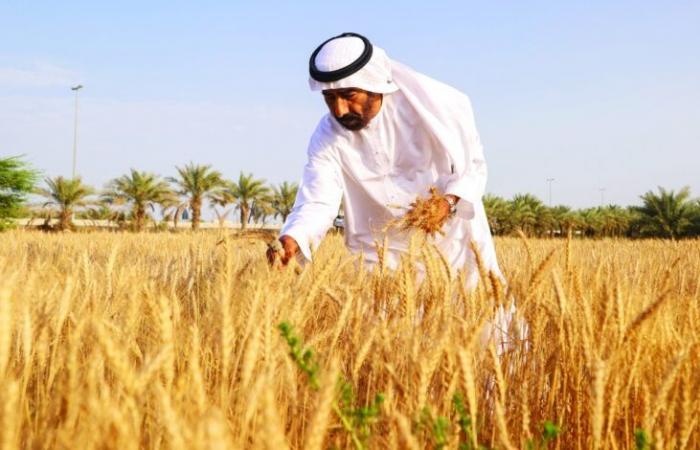 السعودية تعلن شراء 495 ألف طن من القمح