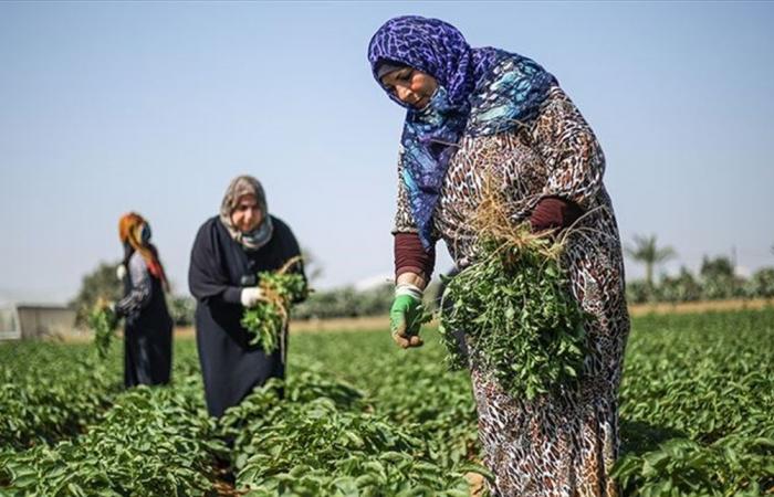 المرأة اللبنانية تعود الى الزراعة بعد "هجرة" طويلة.. قصص لنساء ناجحات في الأرياف