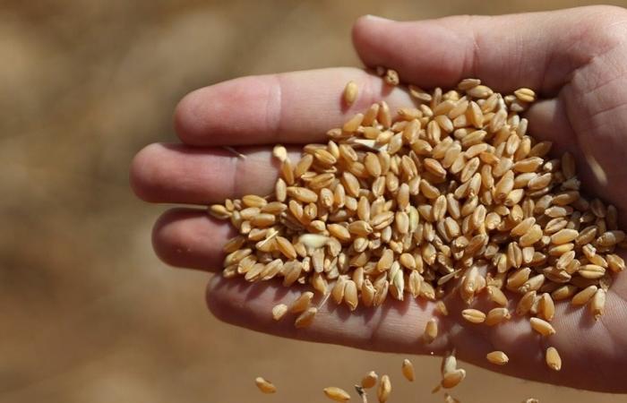 توزيع بذار القمح... ما أعلنته "الزراعة" مهمّ!