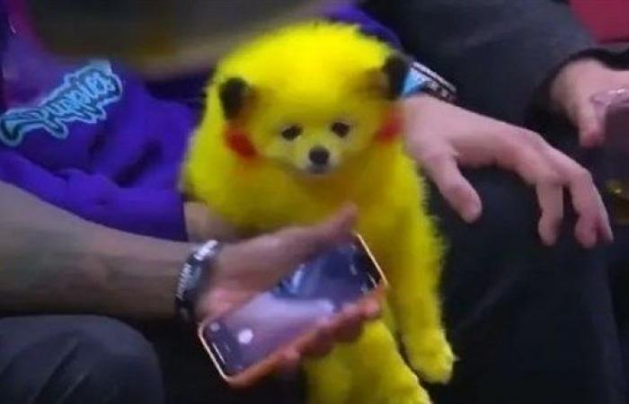 يصبغ كلبه بالأصفر هوساً بلعبة البوكيمون غو