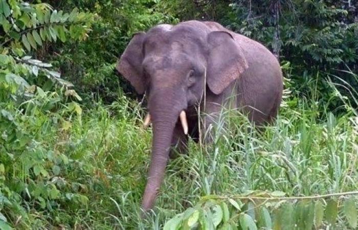 فيل يقتل مسؤولاً عن رعايته في متنزه ماليزي