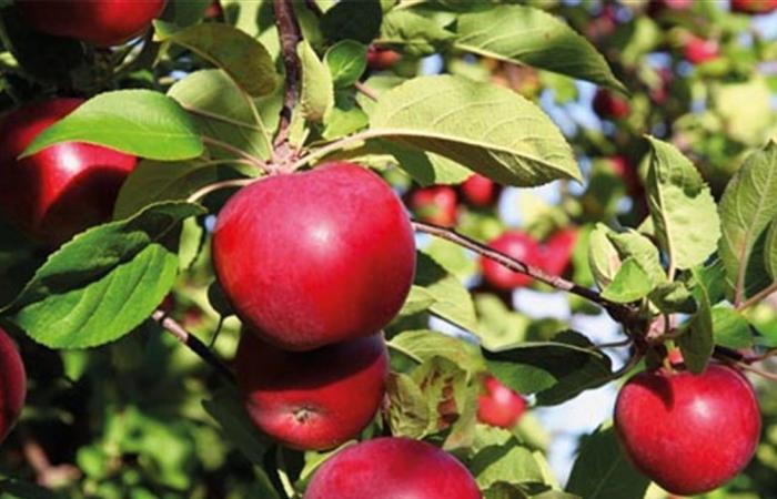 للتفاح 9 فوائد مدعومة علمياً.. تعرفوا عليها