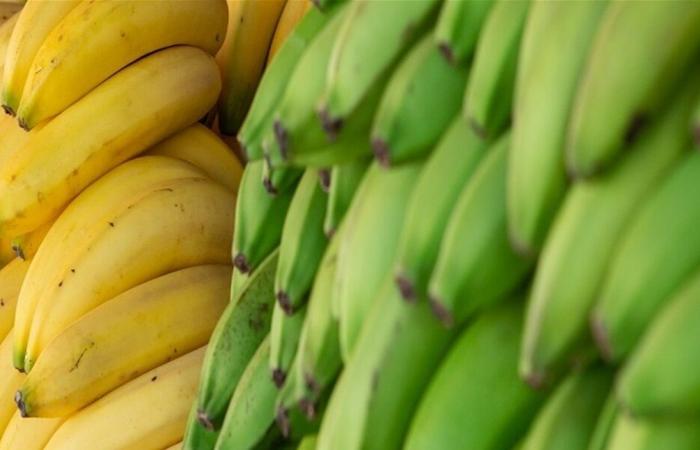 ما الفرق بين الموز الناضج والموز الأخضر؟