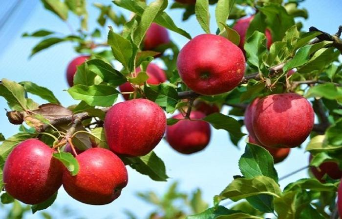 التفاح اللبناني… موسم اختبار للعهد الجديد