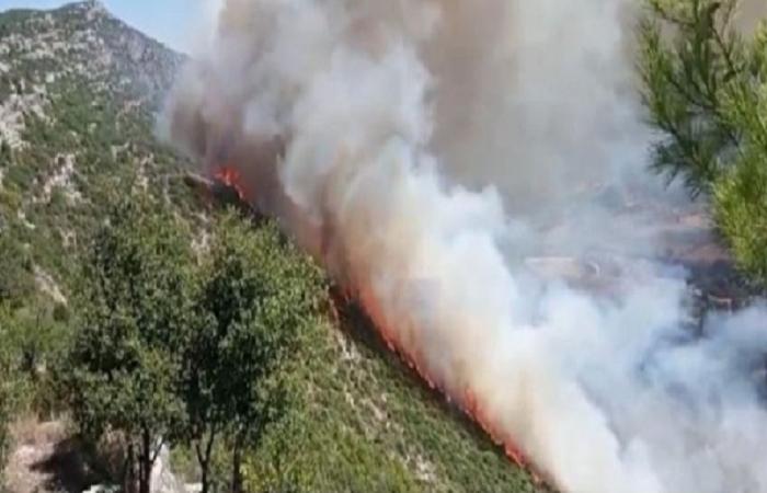 النيران تلتهم غابات السنديان والصنوبر بين بسري وتعيد