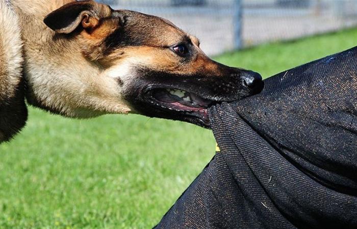 ضبط شخص تعدى على كلب ضال بالقاهرة بعد انتشار فيديو على مواقع التواصل