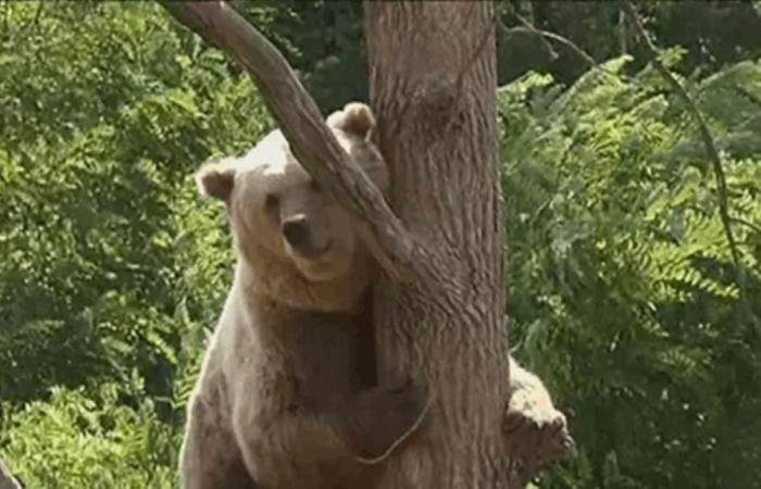 في حديقة سفاري.. دب يهاجم حارسه خلال عرض! (فيديو)
