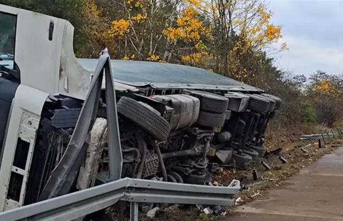 بعد حادث انقلاب شاحنة.. آلاف الدجاجات تتجول بحرية في المانيا