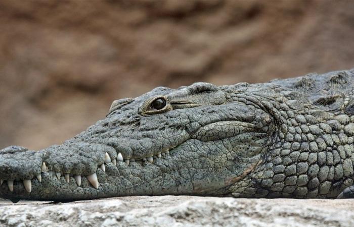 تمساح يثير الذعر في مصر… والمفاجأة في طوله!